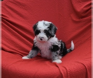 Bernedoodle (Miniature) Puppy for sale in SUGARCREEK, OH, USA