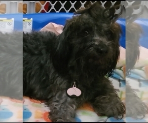 Maltipoo Puppy for sale in SACRAMENTO, CA, USA
