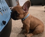 Puppy Bruno French Bulldog