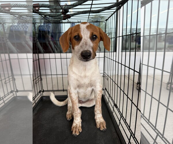 Medium Photo #2 Red Heeler-Unknown Mix Puppy For Sale in The Woodlands, TX, USA