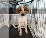 Small Photo #2 Red Heeler-Unknown Mix Puppy For Sale in The Woodlands, TX, USA