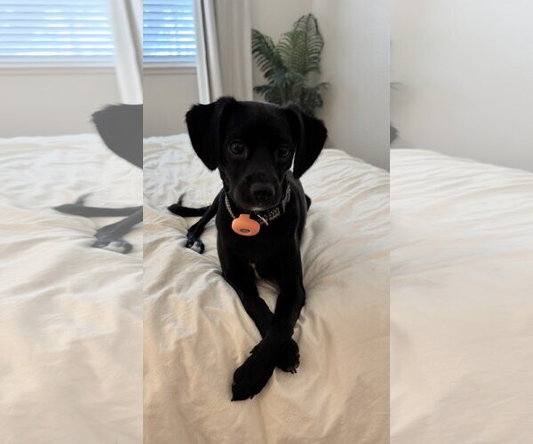 Medium Photo #1 Chihuahua-Colonial Cocker Spaniel Mix Puppy For Sale in Lake Elsinore, CA, USA