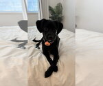 Small Chihuahua-Colonial Cocker Spaniel Mix