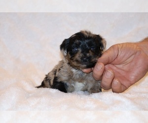 Yorkiepoo mix (+ Poodle Toy) Puppy for sale in DYERSBURG, TN, USA
