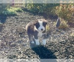 Small #5 Australian Shepherd