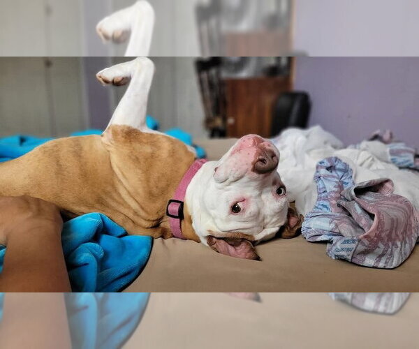 Medium Photo #11 Mutt Puppy For Sale in Caldwell, NJ, USA