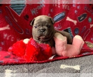 French Bulldog Puppy for sale in SPANISH SPGS, NV, USA