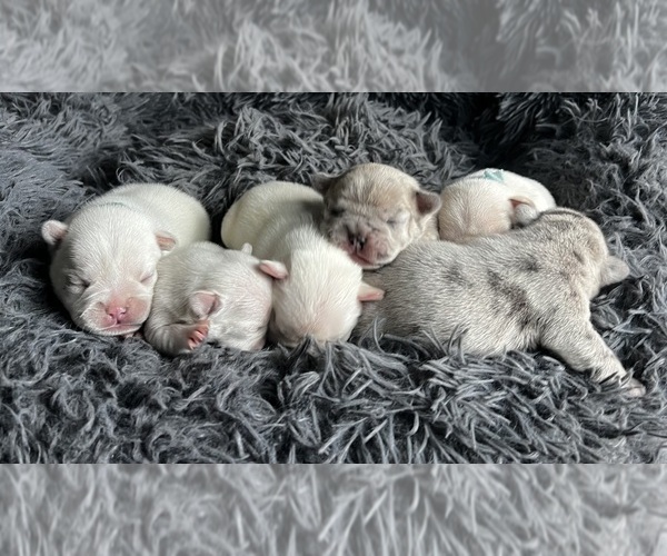 Medium Photo #1 French Bulldog Puppy For Sale in LEBANON, KY, USA