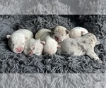 Image preview for Ad Listing. Nickname: Little bits