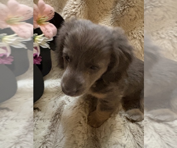 Medium Photo #1 Dachshund Puppy For Sale in BLAIRSVILLE, PA, USA