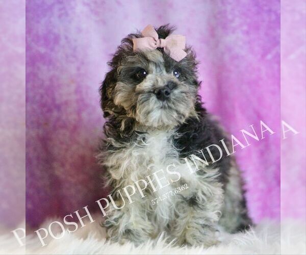 Medium Photo #29 Poodle (Miniature) Puppy For Sale in WARSAW, IN, USA