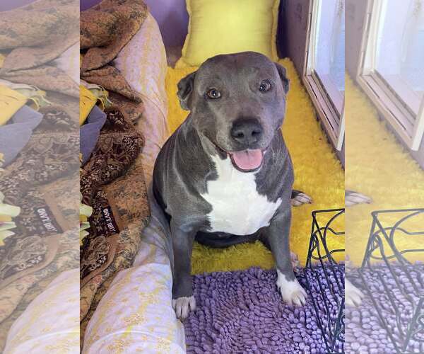Medium Photo #4 American Staffordshire Terrier-Unknown Mix Puppy For Sale in Queen Creek, AZ, USA