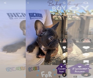 French Bulldog Puppy for sale in MORENO VALLEY, CA, USA