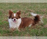 Small Photo #1 Chihuahua Puppy For Sale in MUSKOGEE, OK, USA