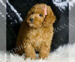 Small #1 Poodle (Toy)