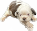 Puppy 2 Shih Tzu