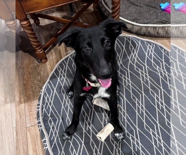 Medium Photo #2 Borador Puppy For Sale in HOUSTON, TX, USA