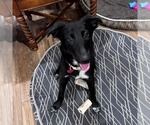 Small #1 Borador