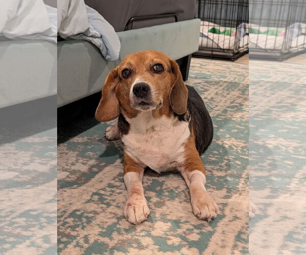 Medium Photo #6 Beagle Puppy For Sale in Tampa, FL, USA