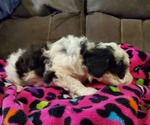 Small #8 Miniature Bernedoodle