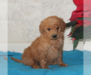 Goldendoodle-Poodle (Miniature) Mix Puppy for sale in STRASBURG, PA, USA