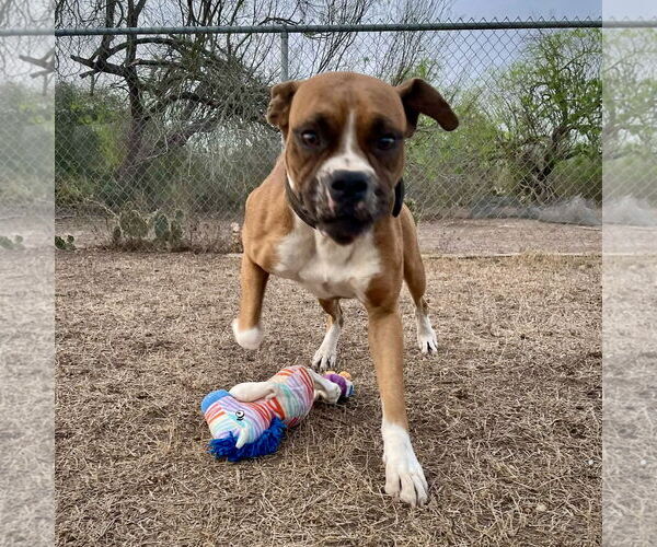Medium Photo #5 Boxer Puppy For Sale in Dumont, NJ, USA