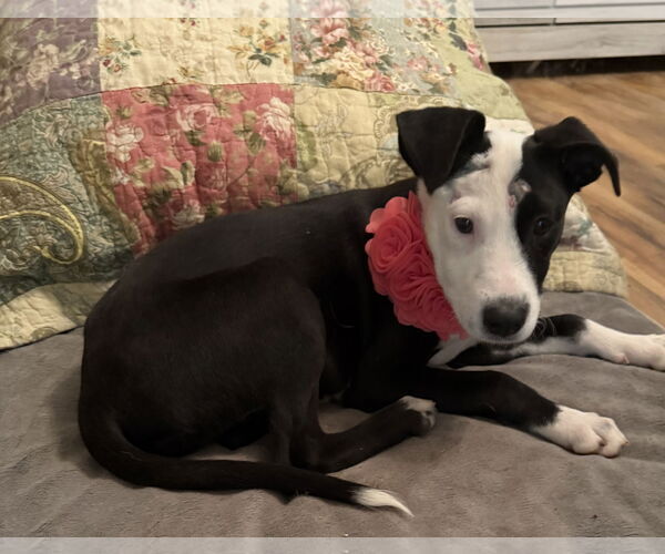 Medium Photo #1 Labrador Retriever-Unknown Mix Puppy For Sale in Euless, TX, USA