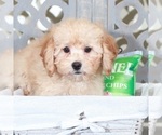 Small #2 Poodle (Miniature)
