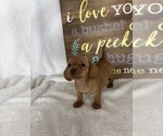 Dylan - Male Dachshund Puppy for Sale - Photo #2