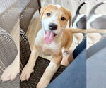 Small #2 Labrador Retriever Mix