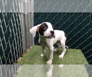 Mutt Dogs for adoption in Downey, CA, USA