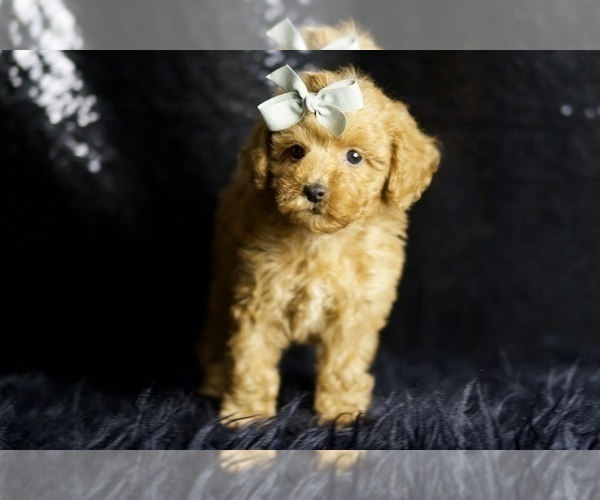 Medium Photo #6 Poodle (Miniature) Puppy For Sale in WARSAW, IN, USA