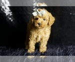 Small Photo #6 Poodle (Miniature) Puppy For Sale in WARSAW, IN, USA
