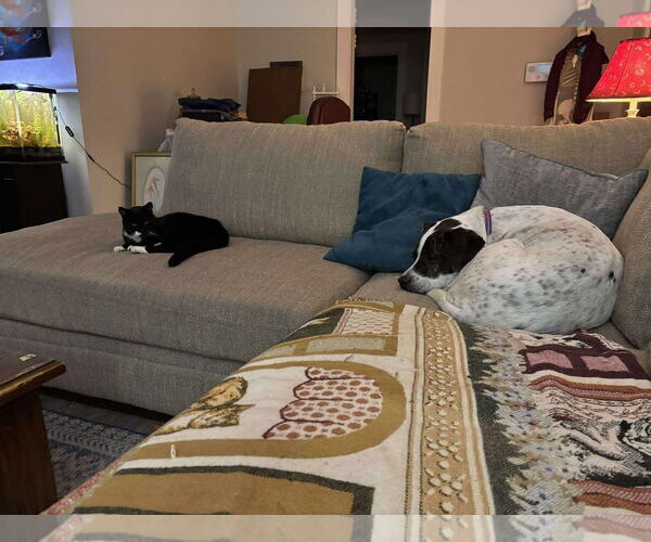 Medium Photo #16 Labrador Retriever-Unknown Mix Puppy For Sale in Rustburg, VA, USA