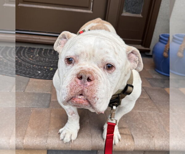 Medium Photo #1 Olde Bulldog Puppy For Sale in Santa Clara, CA, USA