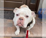 Charlie Chapo - Male Olde Bulldog Dog for Adoption - Small photo