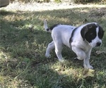 Small Photo #3 Anatolian Shepherd Puppy For Sale in CHANDLERVILLE, IL, USA