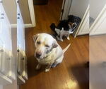 Small #2 Labrador Retriever Mix