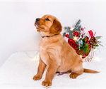 Small #12 Golden Retriever