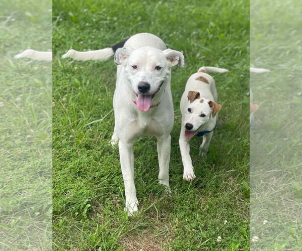 Medium Photo #7 Labrador Retriever-Unknown Mix Puppy For Sale in Germantown, OH, USA