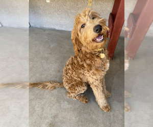 Mother of the Goldendoodle puppies born on 04/02/2025