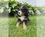 Small #1 Bernese Mountain Dog