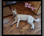 Small Photo #1 German Shepherd Dog-Siberian Husky Mix Puppy For Sale in BETHEL, MN, USA