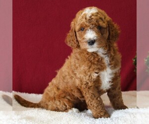 Goldendoodle-Poodle (Miniature) Mix Puppy for sale in GORDONVILLE, PA, USA