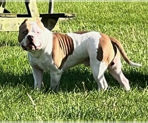 Father of the American Bully puppies born on 02/21/2023