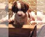 Small Photo #15 English Springer Spaniel Puppy For Sale in LEWISBERRY, PA, USA