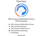 Small #6 American Pit Bull Terrier Mix