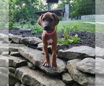 Puppy Pink Girl Rhodesian Ridgeback