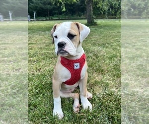 Olde English Bulldogge Puppy for sale in DURHAM, CT, USA
