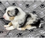 Small Photo #54 Australian Shepherd Puppy For Sale in SALISBURY, NC, USA
